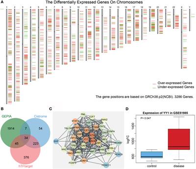 YY1 Promotes Telomerase Activity and Laryngeal Squamous Cell Carcinoma Progression Through Impairment of GAS5-Mediated p53 Stability